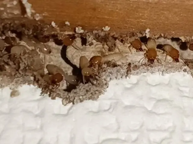 経験15年・再発0実績の防除作業監督者による安心・安全なお子様目線施工サービスの画像