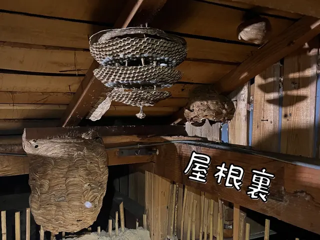 【 アシナガバチ割引あり 】　親切・丁寧をモットーに安心の蜂の巣駆除サービス！サービスの画像