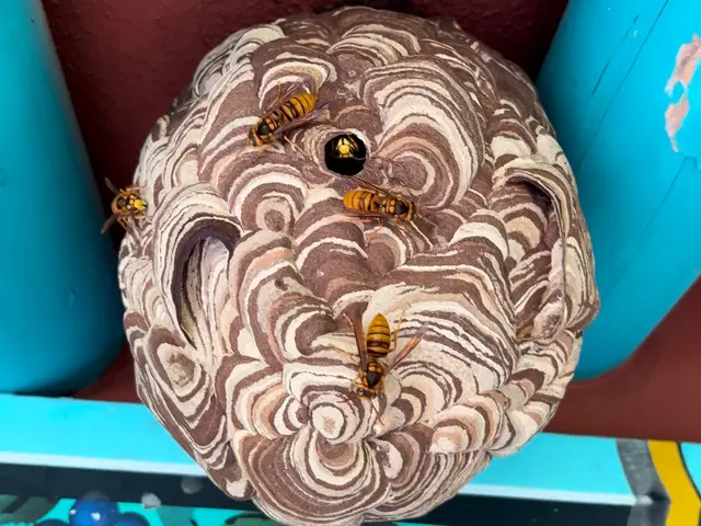 【 アシナガバチ割引あり 】　親切・丁寧をモットーに安心の蜂の巣駆除サービス！サービスの画像