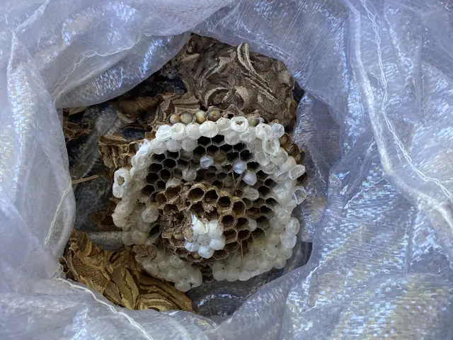 蜂の巣駆除サービスの画像