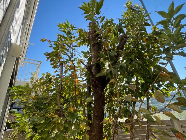 ★植木屋を一日中使い放題！★⁂予約をせずまずはお問い合わせください⁂サービスの画像