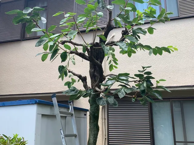 植物を愛する植木屋が見極める草刈り！必要な植物はしっかり残します。サービスの画像