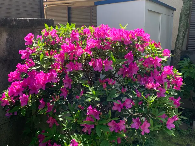 植物を愛する植木屋が見極める草刈り！必要な植物はしっかり残します。サービスの画像