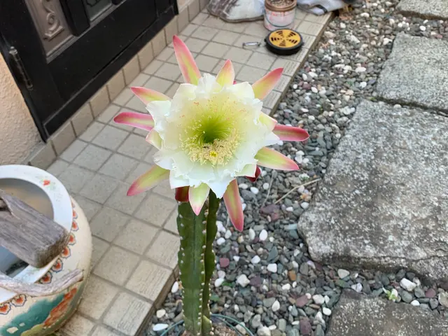 植物を愛する植木屋が見極める草刈り！必要な植物はしっかり残します。サービスの画像