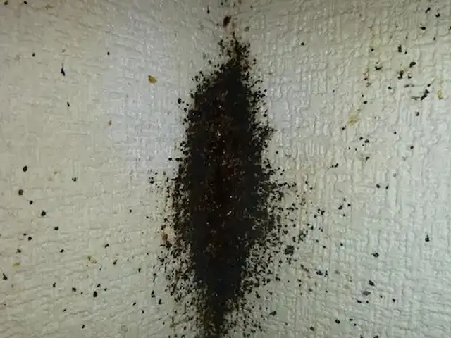 駆除歴10年以上の有資格者多数在籍【再発保証付】【有資格者多数在籍】関西支店サービスの画像