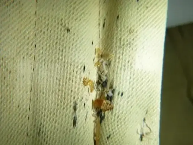 駆除歴10年以上の有資格者多数在籍【再発保証付】【有資格者多数在籍】関西支店サービスの画像