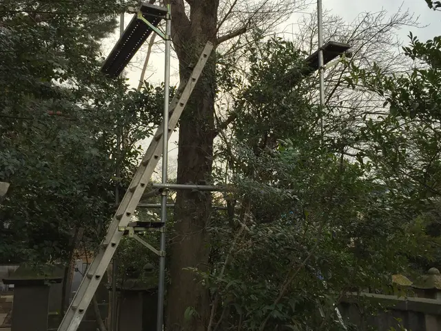 庭木の伐採・抜根を承ります！ご遠慮なくお問い合わせください！サービスの画像