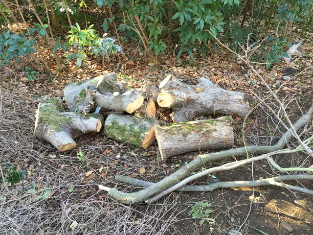 庭木の伐採・抜根を承ります！ご遠慮なくお問い合わせください！サービスの画像