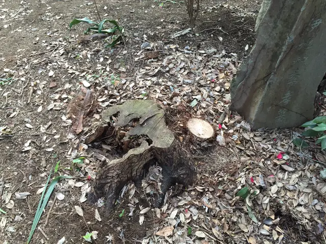 庭木の伐採・抜根を承ります！ご遠慮なくお問い合わせください！サービスの画像