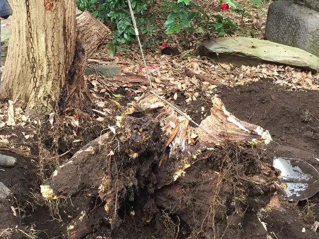 庭木の伐採・抜根を承ります！ご遠慮なくお問い合わせください！サービスの画像