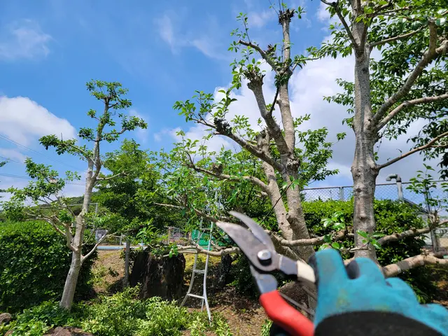 【実績多数!】伸びた枝をスッキリ剪定!日当たり風通し◯【お問い合わせください!】サービスの画像