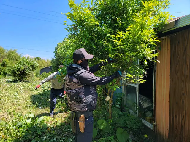 【実績多数!】伸びた枝をスッキリ剪定!日当たり風通し◯【お問い合わせください!】サービスの画像