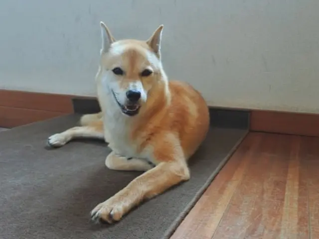 普段の生活スタイルやわんちゃんの個性を大事にしたオーダーメイド型ペットシッター！サービスの画像