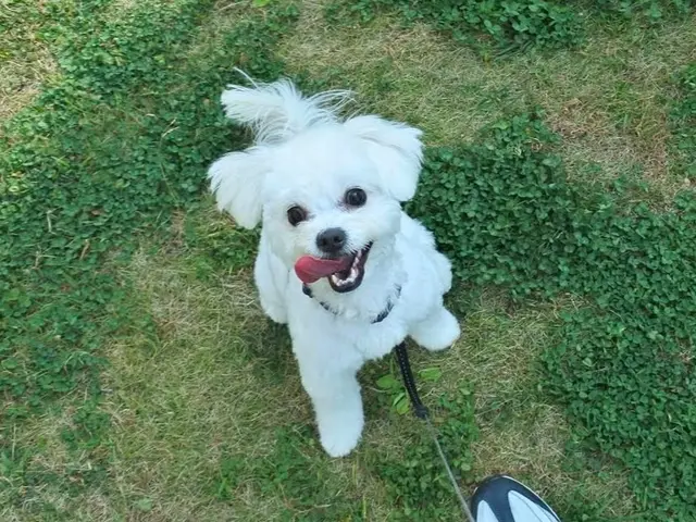 普段の生活スタイルやわんちゃんの個性を大事にしたオーダーメイド型ペットシッター！サービスの画像