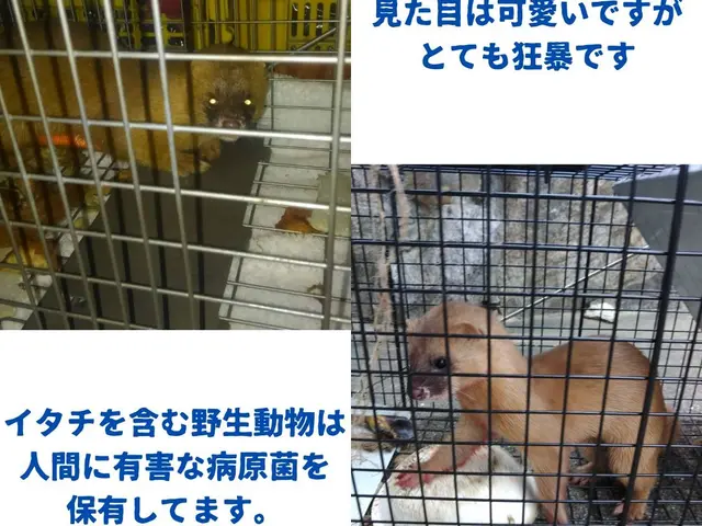 ★愛知県★業歴15年、わな猟狩猟免状あり！捕獲時の回収対応も迅速に対応します！サービスの画像