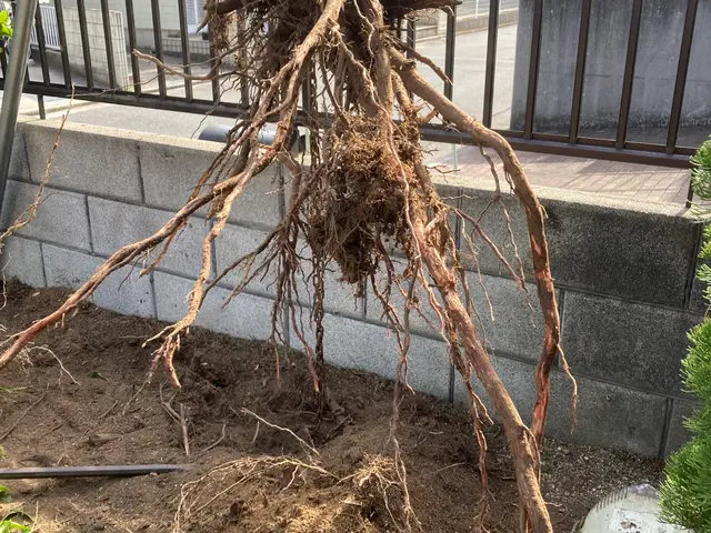 5m内外までの伐採承っております！安全に任務に忠実に！作業致します^_^サービスの画像