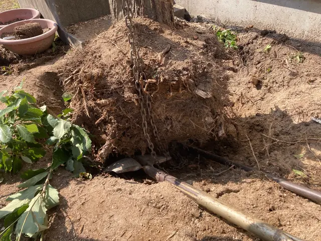 5m内外までの伐採承っております！安全に任務に忠実に！作業致します^_^サービスの画像