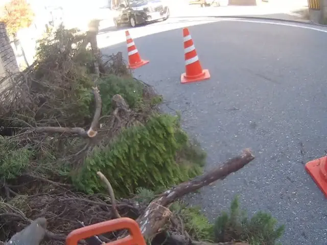 5m内外までの伐採承っております！安全に任務に忠実に！作業致します^_^サービスの画像