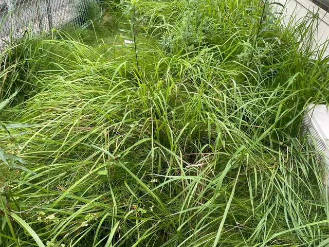 【自宅・施設】草むしり（手作業）　手作業だからできる、丁寧な草むしりサービスの画像