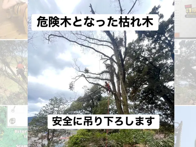 【国内で約百名のみ！樹護士アーボリストが訪問】重機なしで対応可◎高木伐採特化店◎サービスの画像