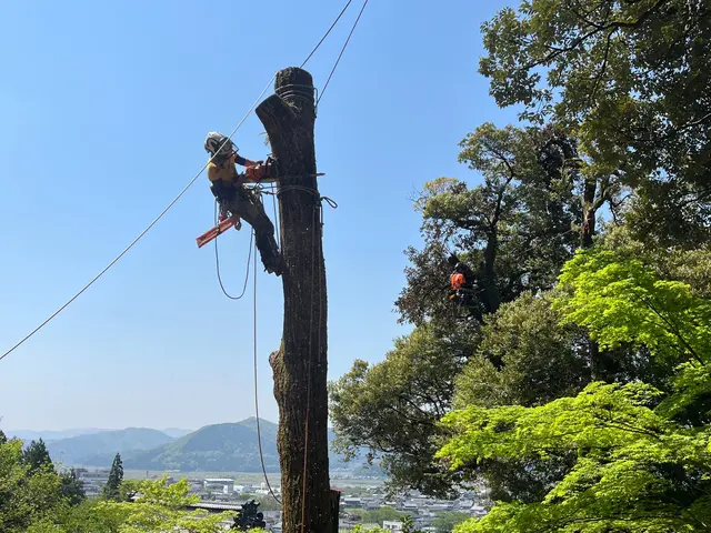 【国内で約百名のみ！樹護士アーボリストが訪問】重機なしで対応可◎高木伐採特化店◎サービスの画像