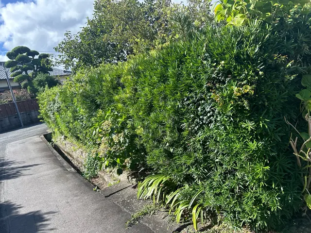 チョット待った！生垣の管理でお困りの方必見！ピシャっと気持ち良いお庭にしましょうサービスの画像