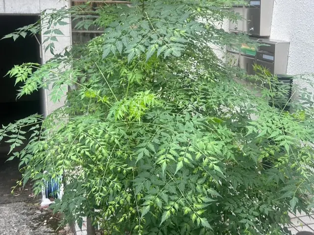 ◆◇12月新規出店◇◆日本滞在25年以上の国際派職人◎サービスの画像