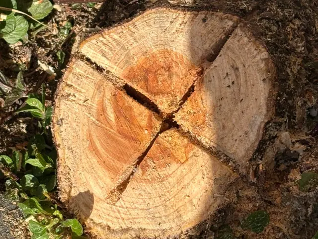 ◆安心丁寧な作業でリピーター多数♪★お庭の悩み解決 気持ちもすっきり ◆サービスの画像