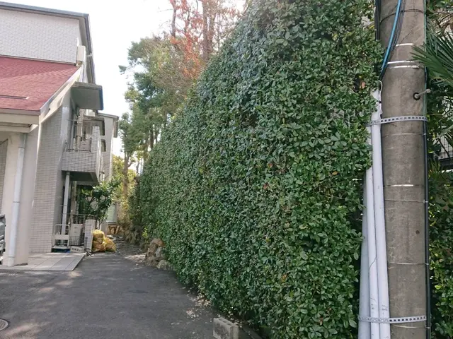 植え込みの剪定をバリカンやハサミで剪定します。サービスの画像