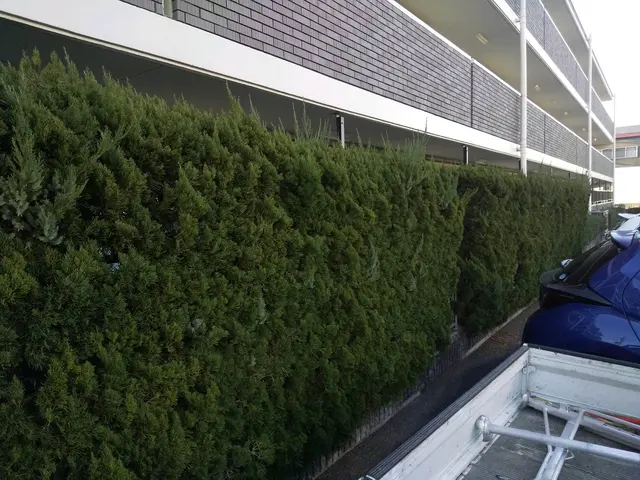 植え込みの剪定をバリカンやハサミで剪定します。サービスの画像