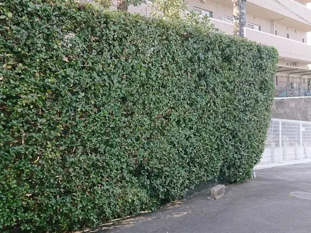 植え込みの剪定をバリカンやハサミで剪定します。サービスの画像