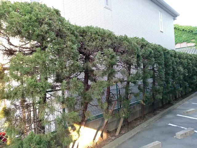 植え込みの剪定をバリカンやハサミで剪定します。サービスの画像