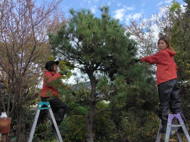 【お庭の樹木の剪定】植木のお困りごとはお任せください。サービスの画像