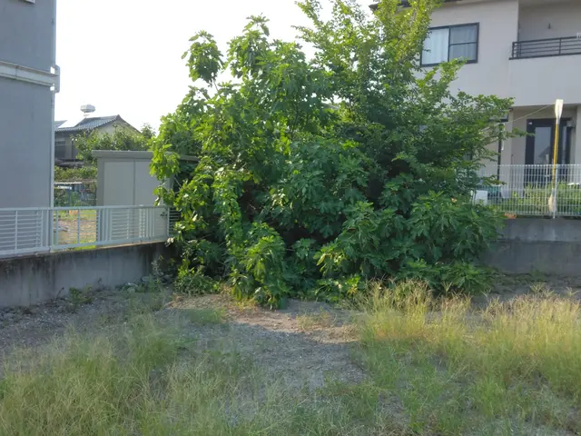 【お庭の樹木の剪定】植木のお困りごとはお任せください。サービスの画像