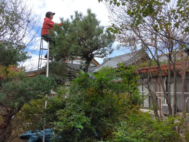 【お庭の樹木の剪定】植木のお困りごとはお任せください。サービスの画像