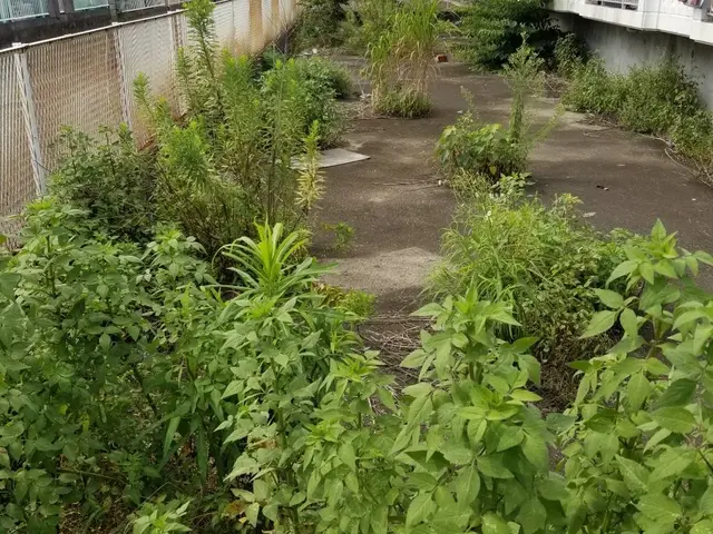 ◆カード決済OK◆大切なお庭をキレイにします◆技能講習、多数の私にお任せ下さいサービスの画像