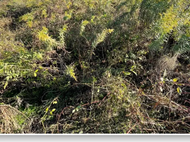 ◆カード決済OK◆大切なお庭をキレイにします◆技能講習、多数の私にお任せ下さいサービスの画像