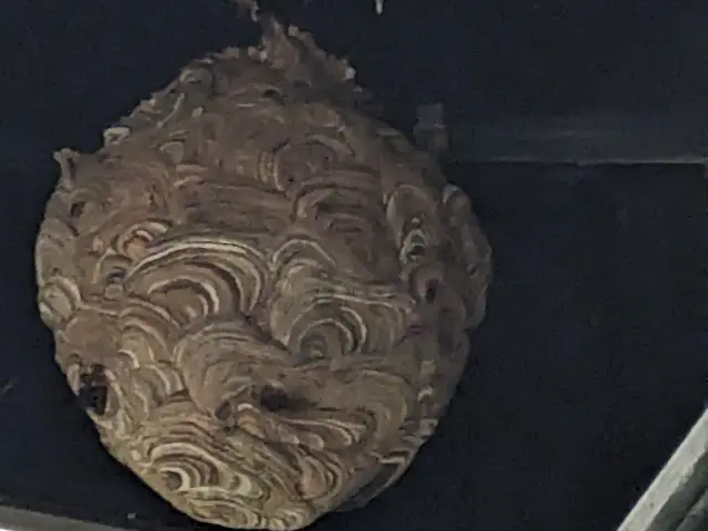 即日対応します！当日駆除率98％達成、お問合せメッセージで訪問日決定致しますサービスの画像