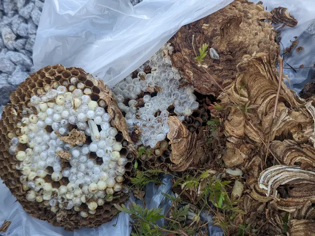 即日対応します！当日駆除率98％達成、お問合せメッセージで訪問日決定致しますサービスの画像