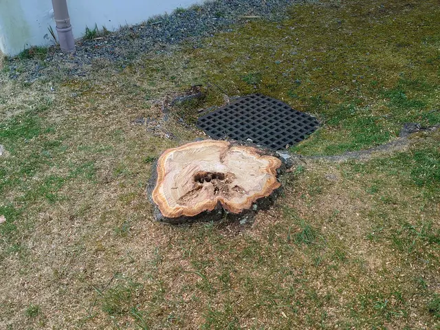 ＜１級造園技能士＞損害保険加入済み！対応地域外もご相談可能！女性スタッフ同行可◎サービスの画像