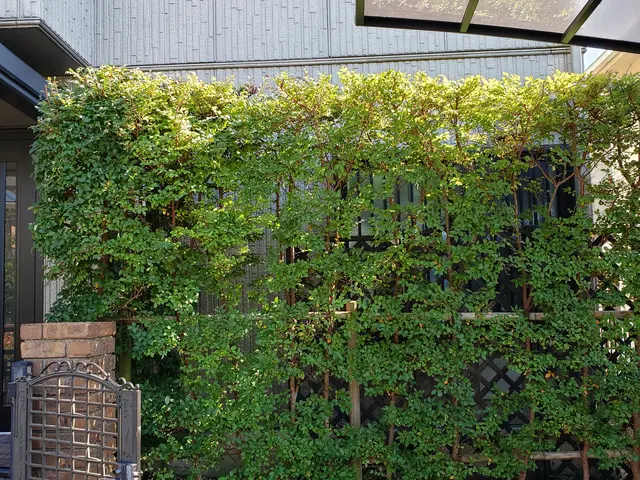 猛暑の前にお手入れを◎安心、丁寧、親切をモットーに作業致しますサービスの画像