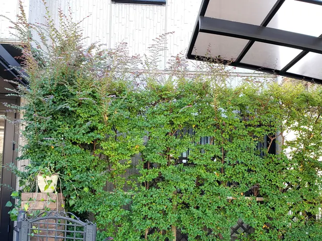 猛暑の前にお手入れを◎安心、丁寧、親切をモットーに作業致しますサービスの画像