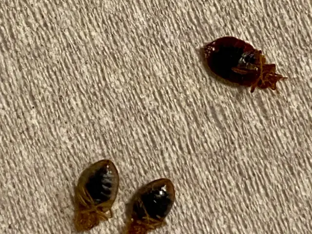 寝ている間に吸血されます。トコジラミ（南京虫）は、発見駆除が難しい虫です。サービスの画像