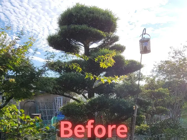 【岡山市東区発！】「庭木の剪定が難しくなった」方は是非！庭も心もキレイにします♪サービスの画像