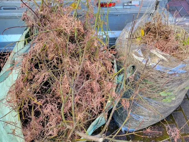 お庭の草むしりとセットで♪落ち葉清掃はいかがですか！オンラインカード決済対応店！サービスの画像