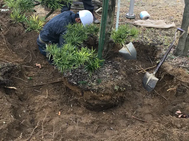 業歴19年以上★1本からでも大歓迎★緑や庭のことならお任せ下さい★一級造園技能士サービスの画像