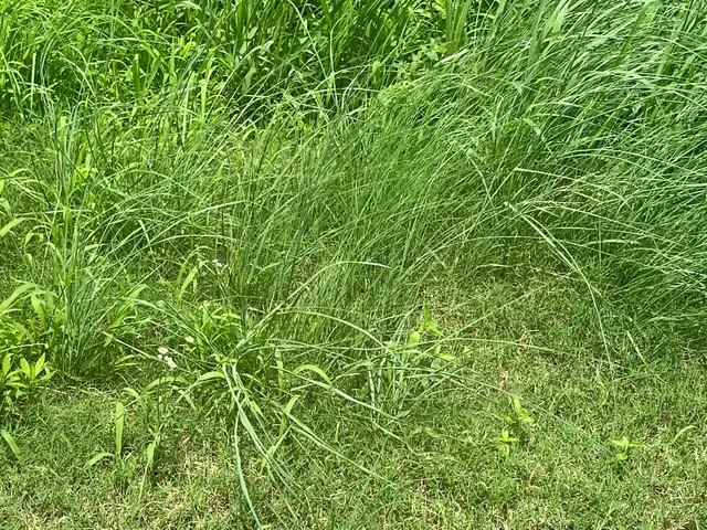 山羊と一緒に草刈り可能です。庭、空き家、空き地、太陽光用地お任せください。サービスの画像
