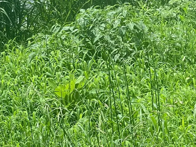 山羊と一緒に草刈り可能です。庭、空き家、空き地、太陽光用地お任せください。サービスの画像