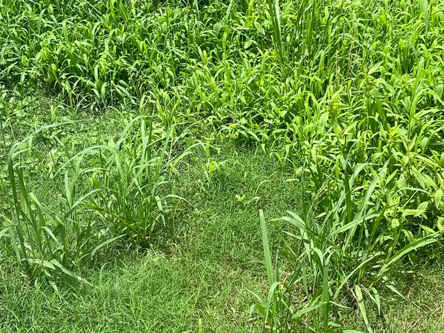 山羊と一緒に草刈り可能です。庭、空き家、空き地、太陽光用地お任せください。サービスの画像