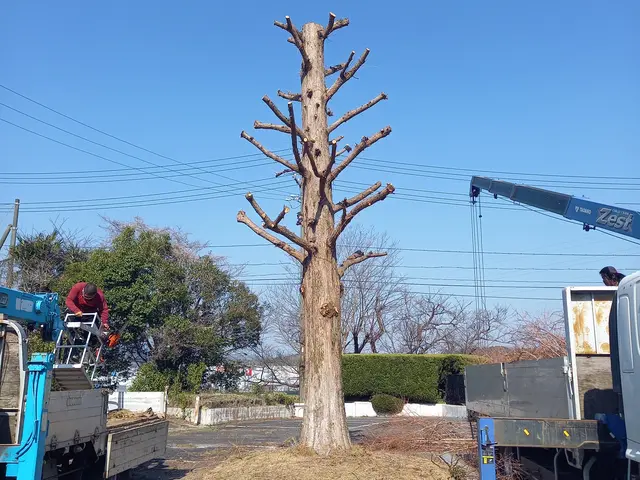 [庭師歴16年]　写真見積り可！自衛隊施設学校など施工経験ありの安心実績！サービスの画像